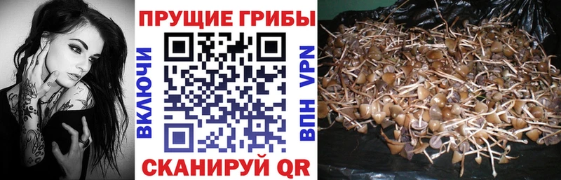 Псилоцибиновые грибы Psilocybine cubensis  Мариинский Посад 